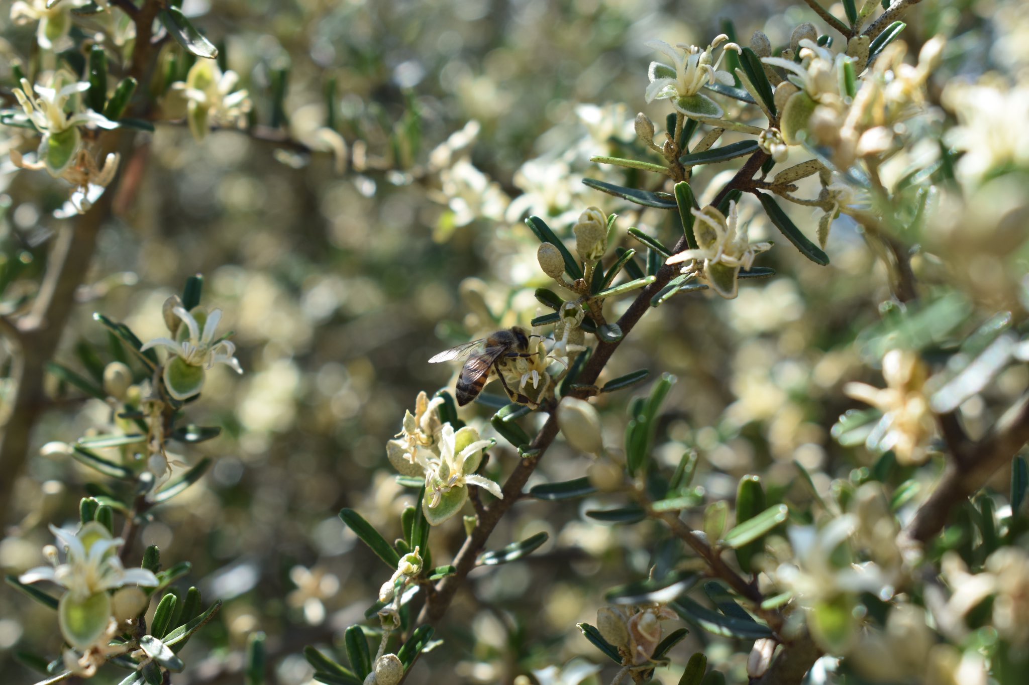 Organic Honey Production - AWESOME NATURE-BASED VENTURES